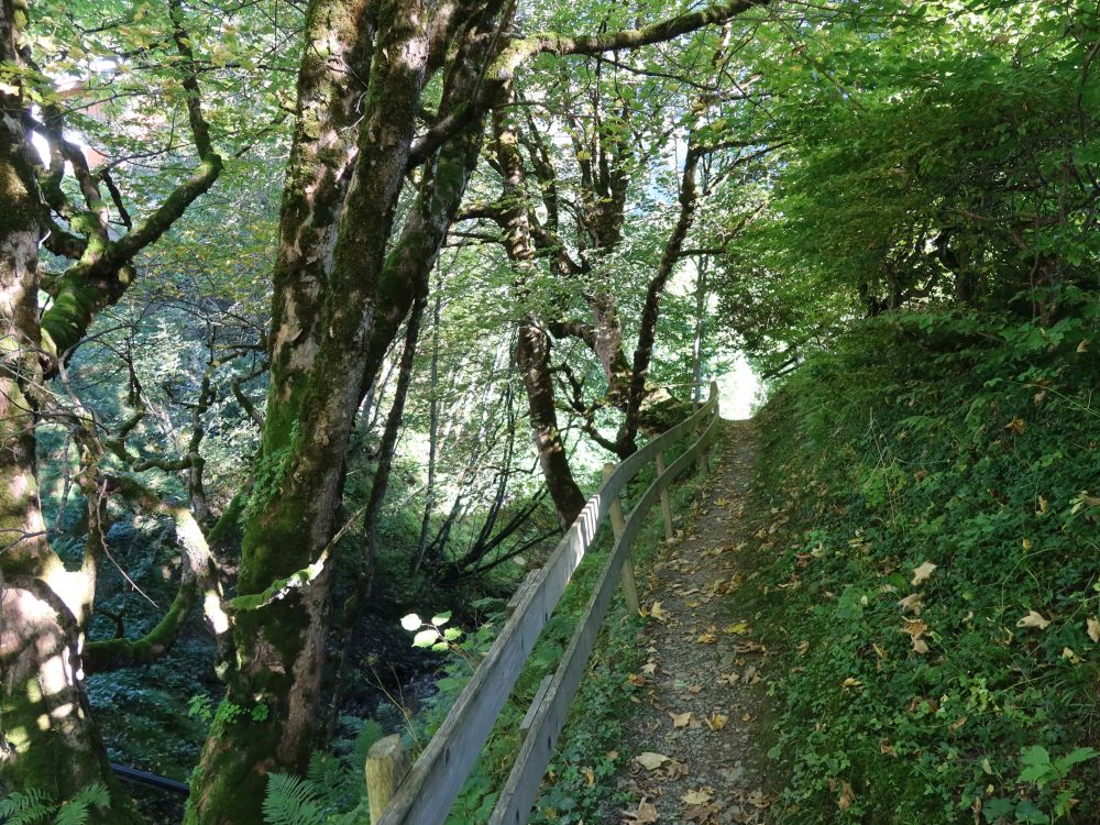 Pfad am Waldibach