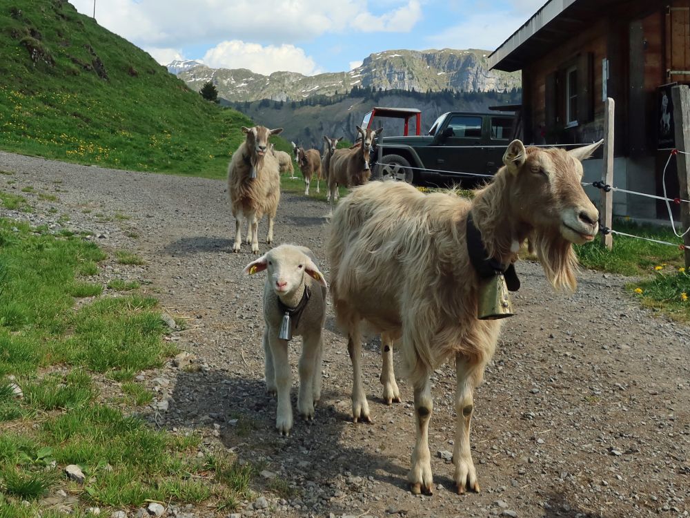 Ziegen bei Ober Saum