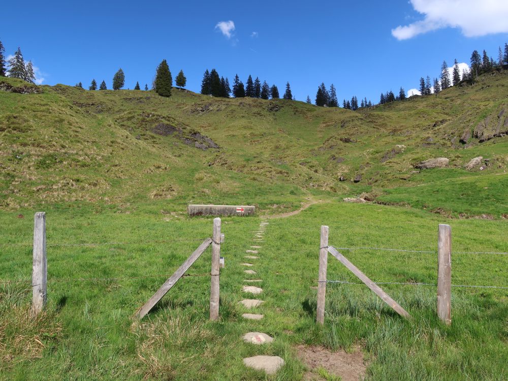 Wiesenpfad bei Ober Saum