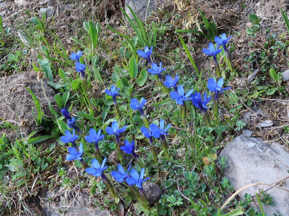 Frühlingsenzian