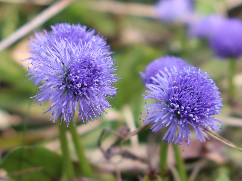 Kugelblume