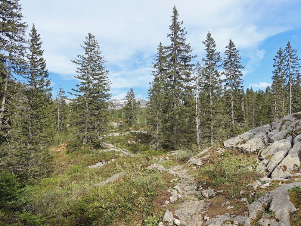 Bergpfad