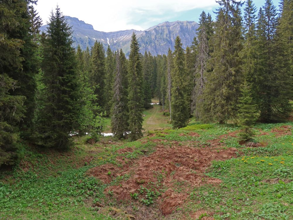 Bödmerenwald mit Druesberg und Höch Hund