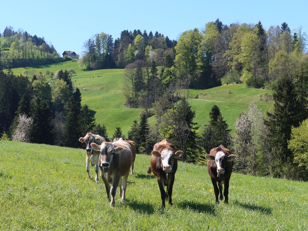 neugierige Kühe