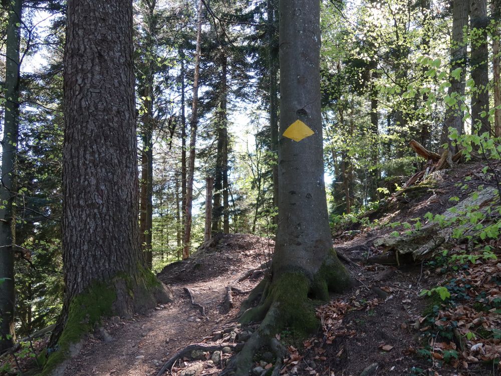 Waldpfad