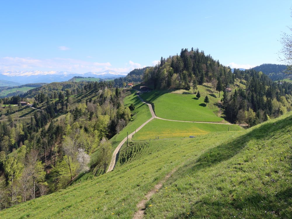 Rachlis und Speer
