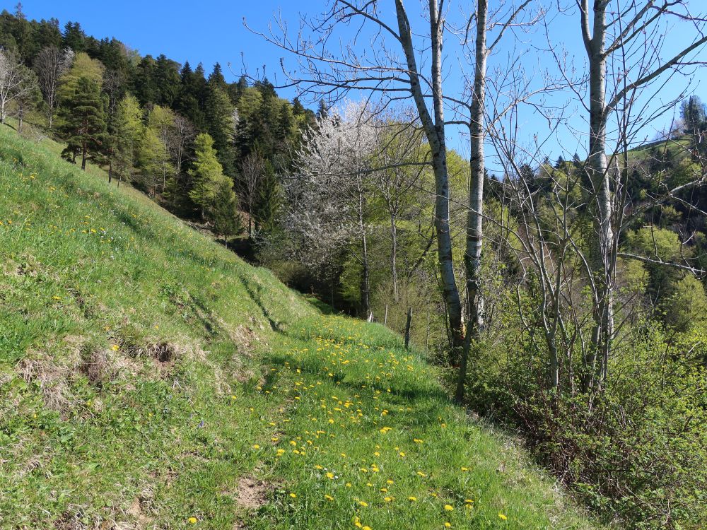 Wiesenpfad