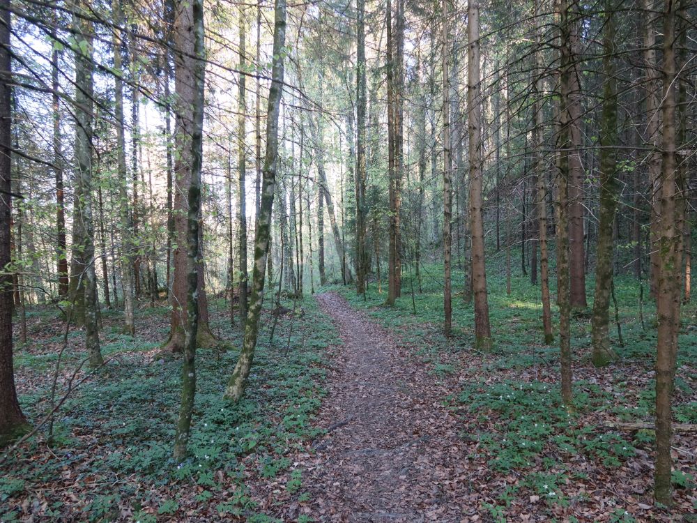 Waldpfad