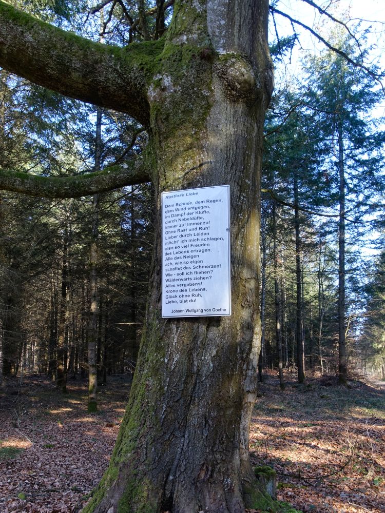 Goethe im Wald