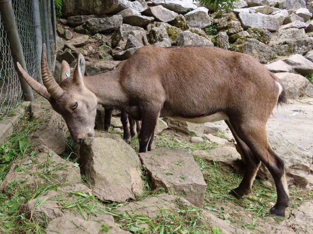 Steinbock