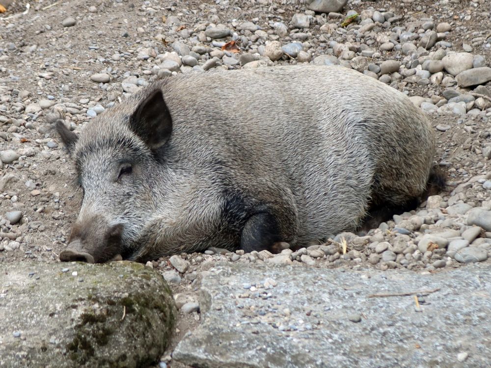 Wildschwein