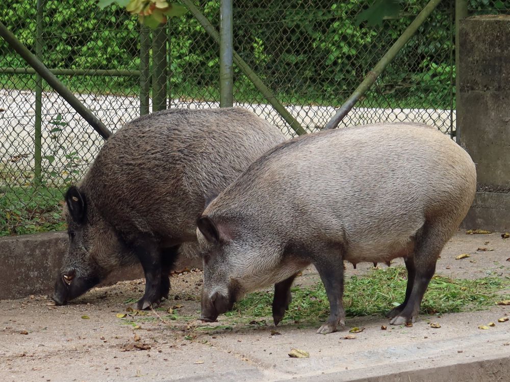 Wildschweine