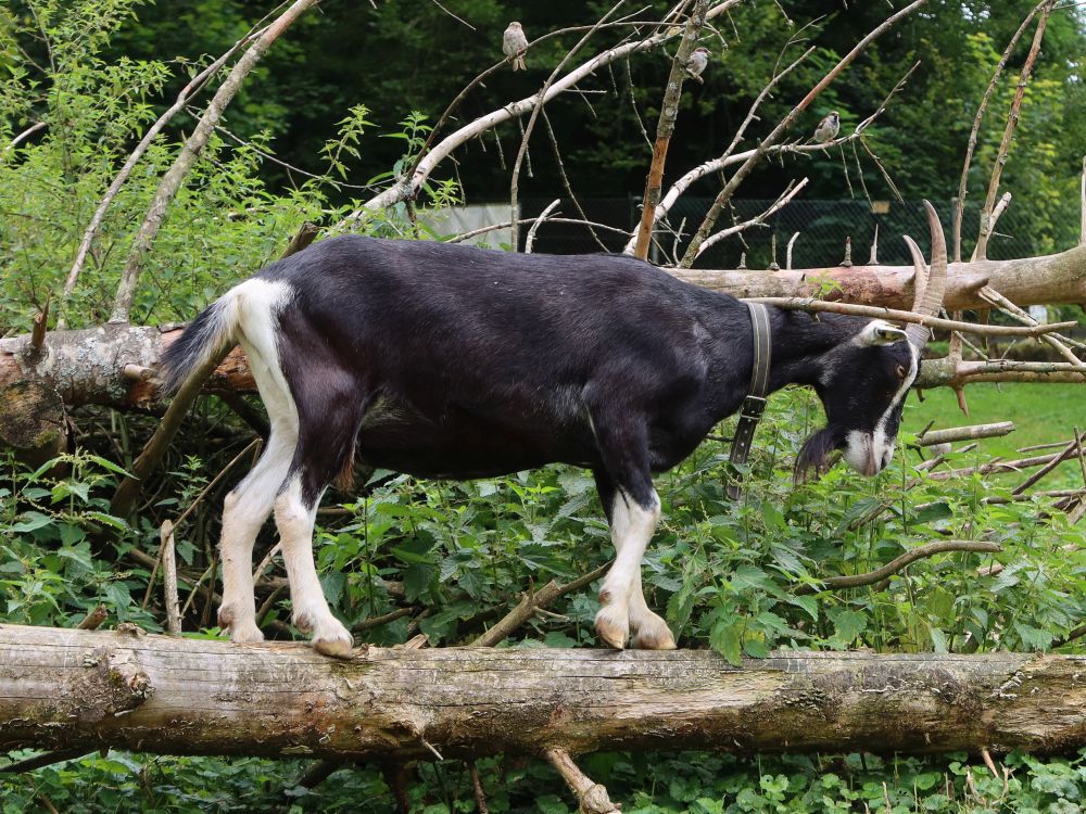 Ziege auf Holzstamm