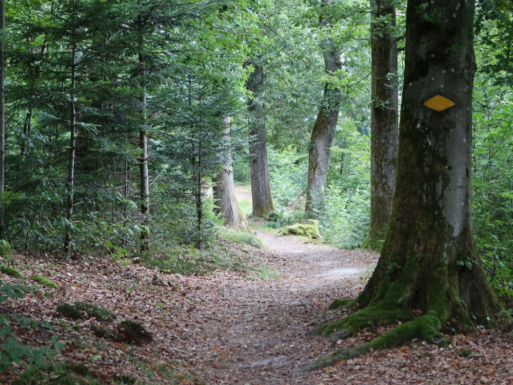 Waldweg