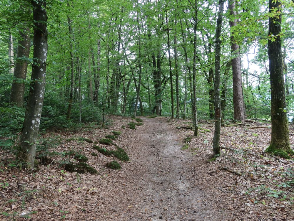 Waldweg