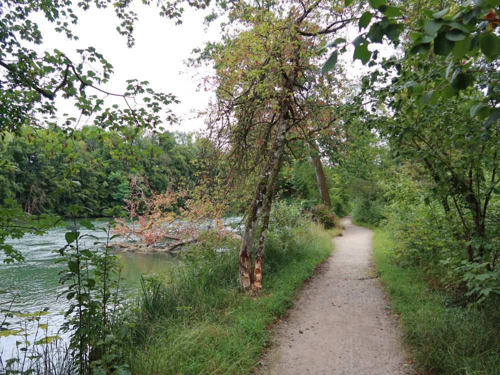 Weg an der Aare und Biberfraß