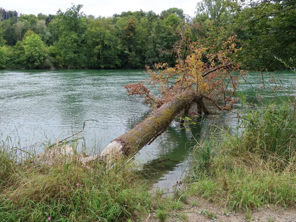 vom Biber gefällter Baum