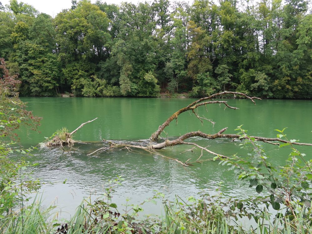 toter Baum in der Aare