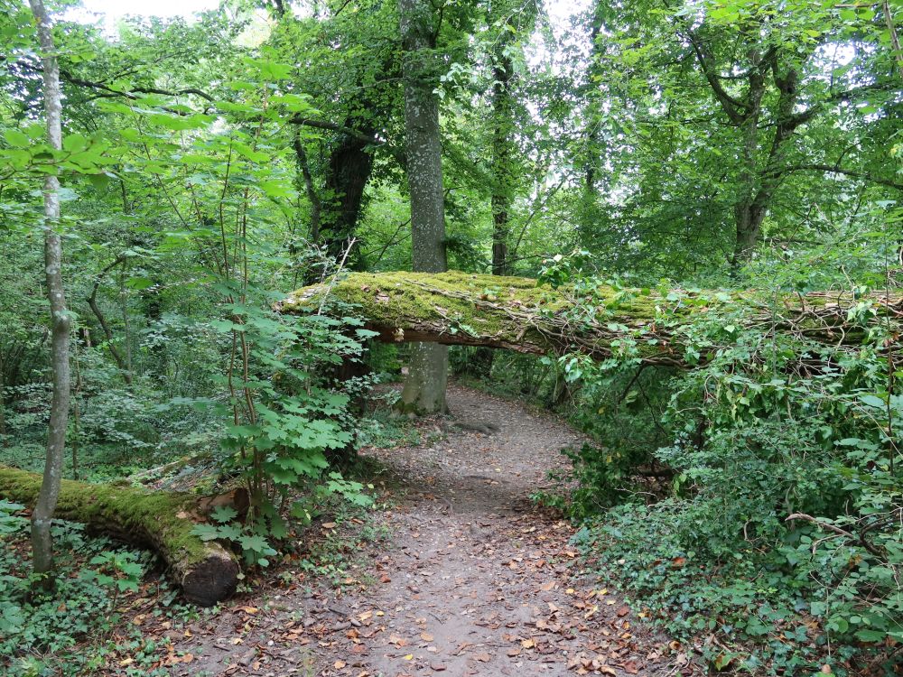 Hindernis am Wanderweg