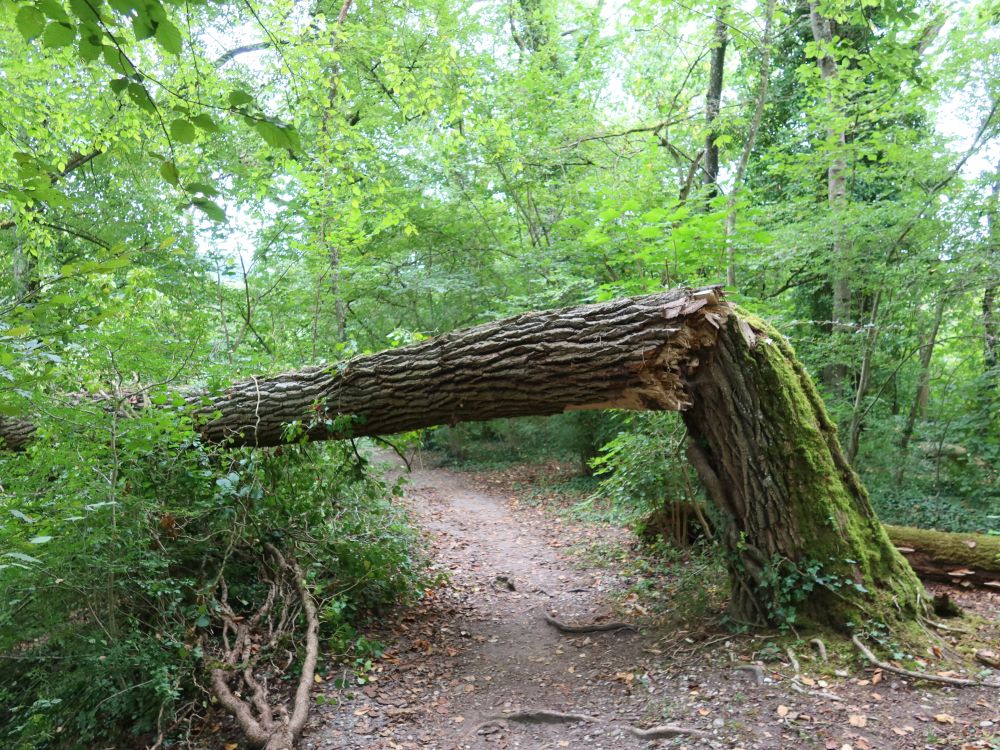 Hindernis am Wanderweg