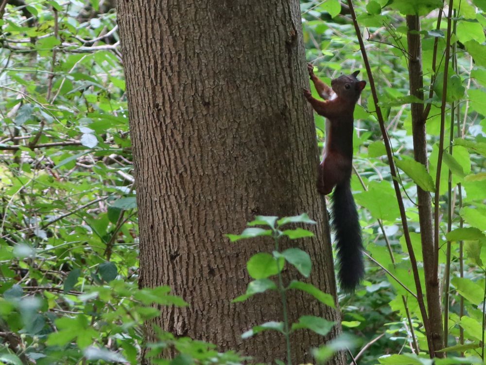 Eichhörnchen