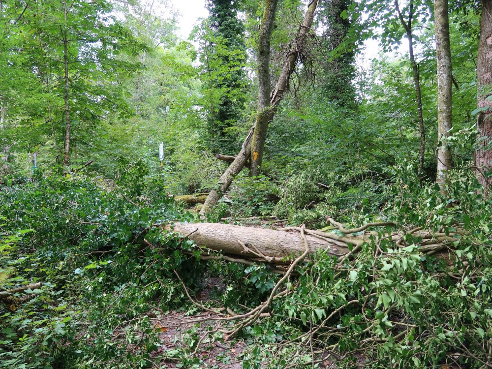 Hindernis am Wanderweg