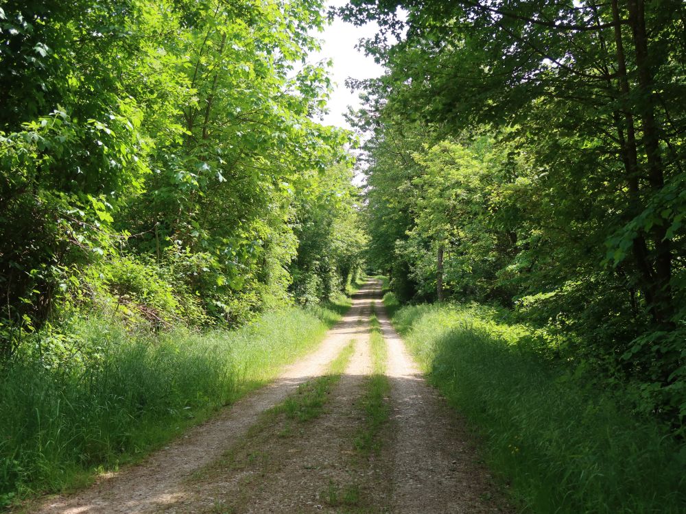 Waldweg