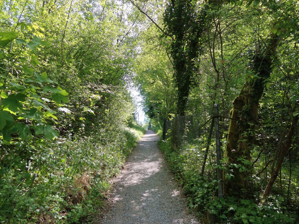 Pfad an der Bergstrasse