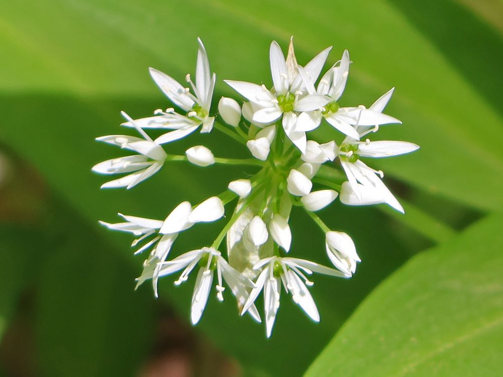 Bärlauchblüten