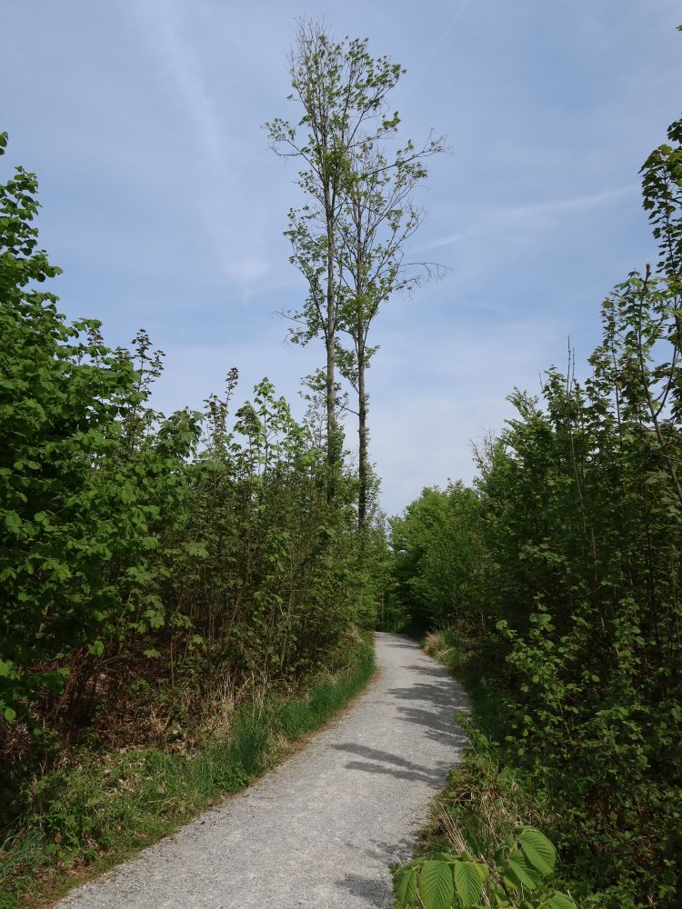 Oberer Kalberhauweg