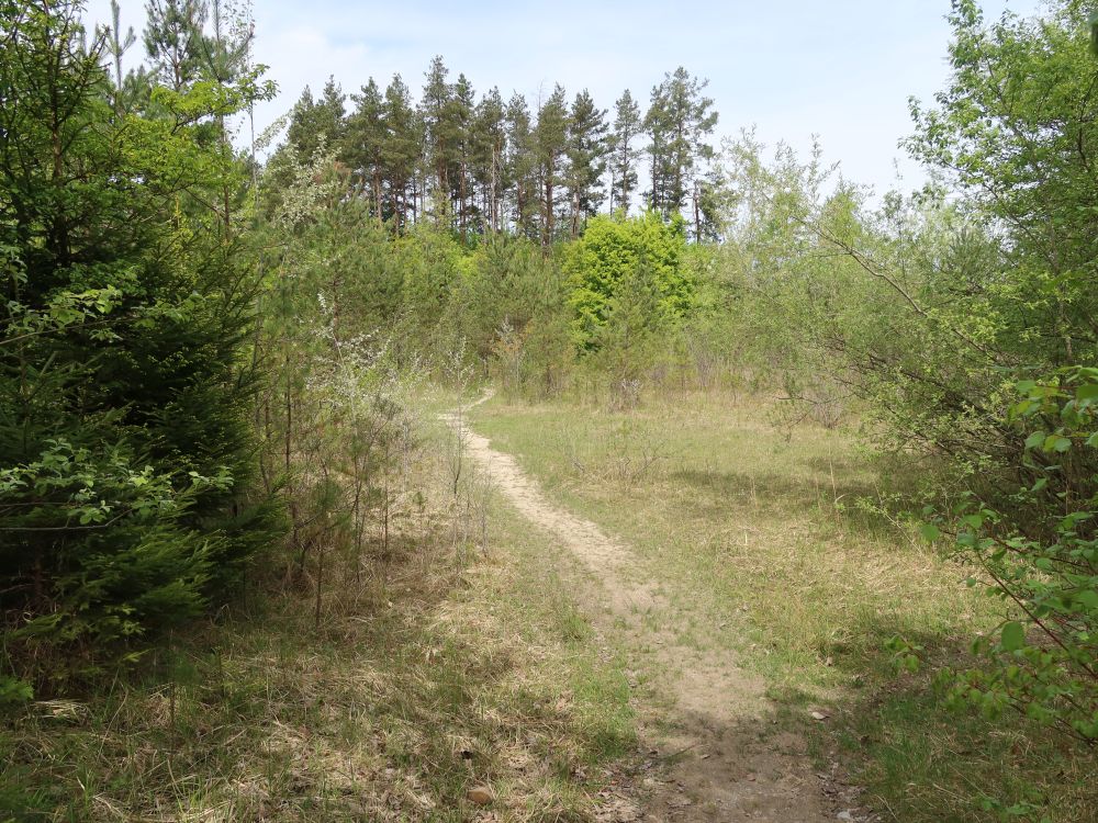 Pfad im Chalberhau