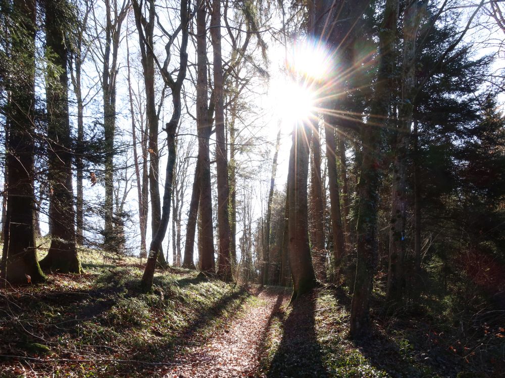 Waldpfad im Gegenlicht
