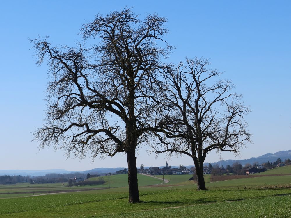 Blick Richtung Wigoltingen