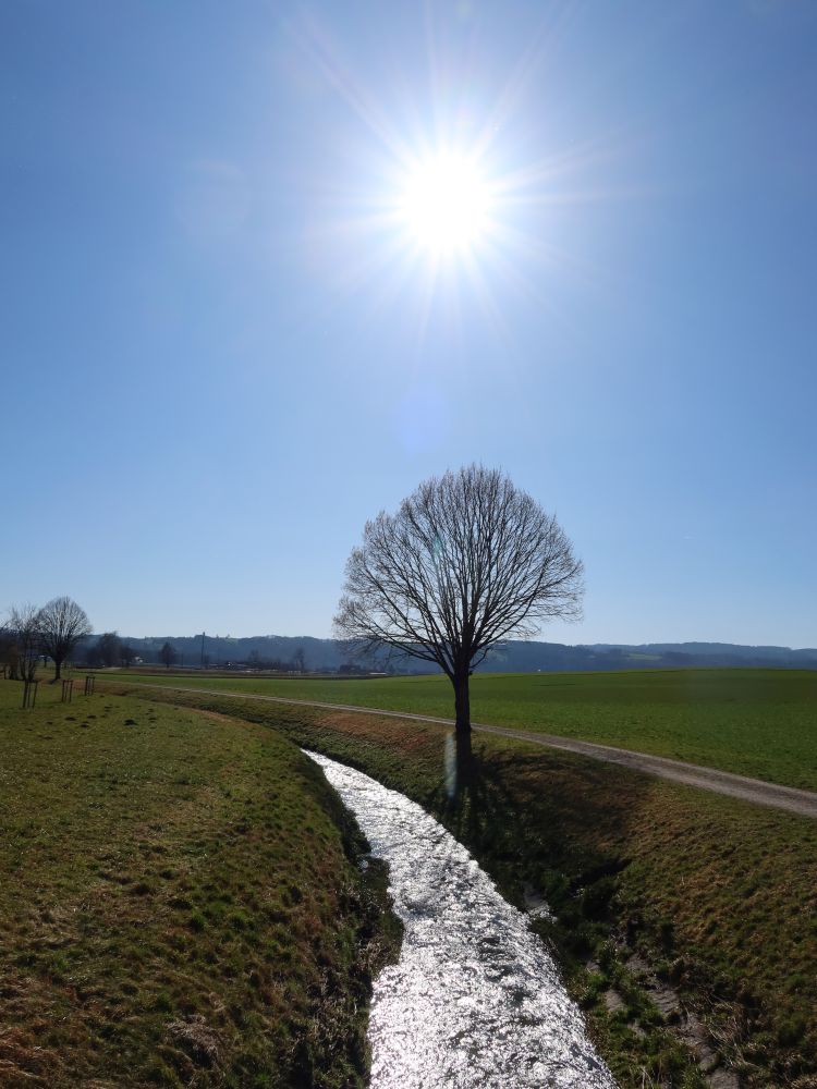 Baum im Gegenlicht am Chemebach