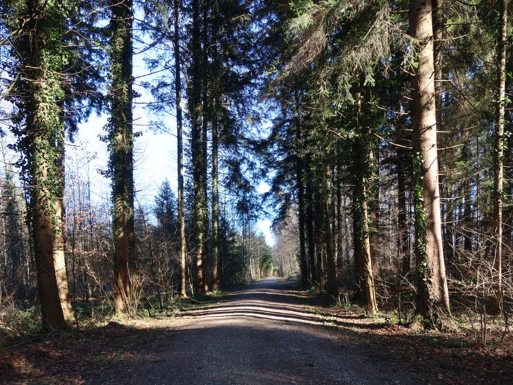 Waldweg