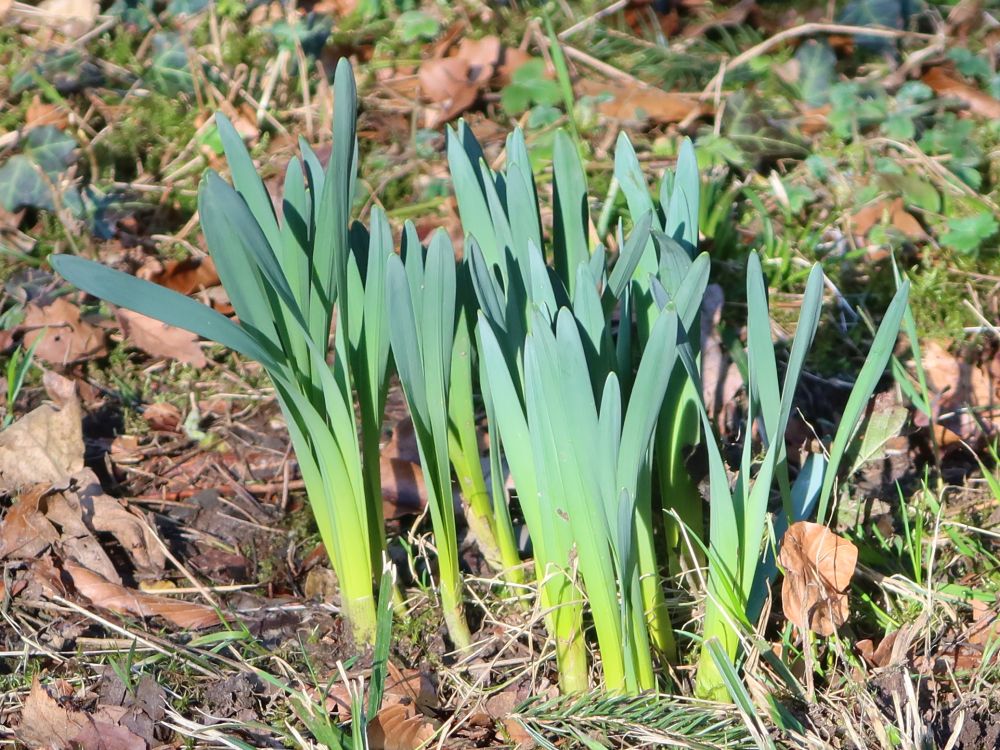 Narzissensprösslinge