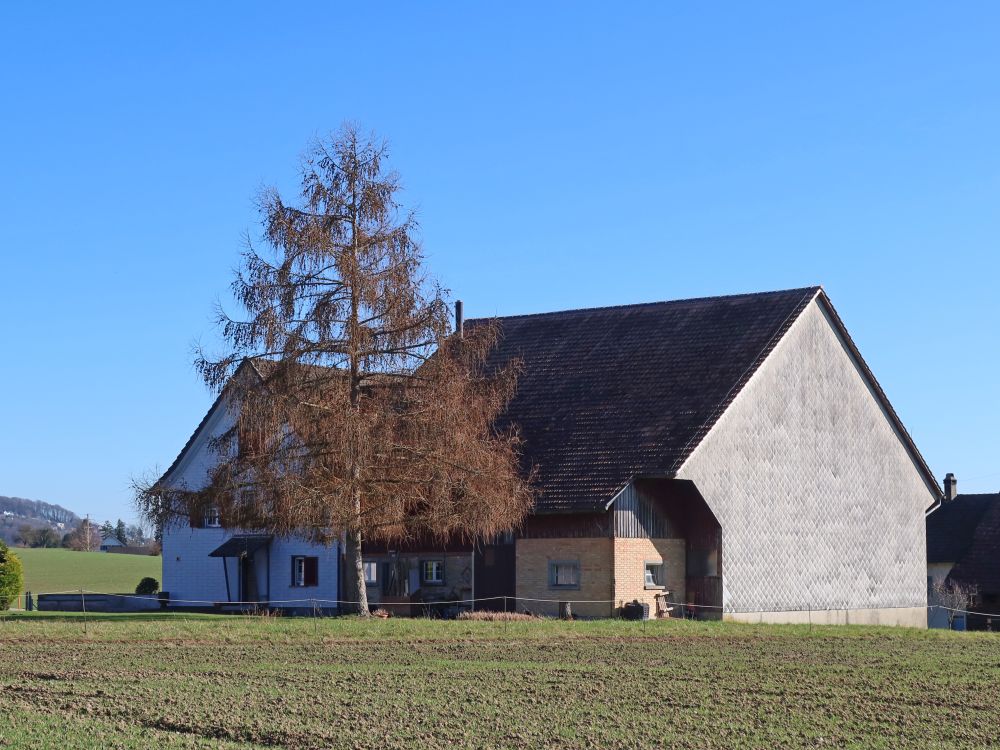 Lärche am Bauernhof