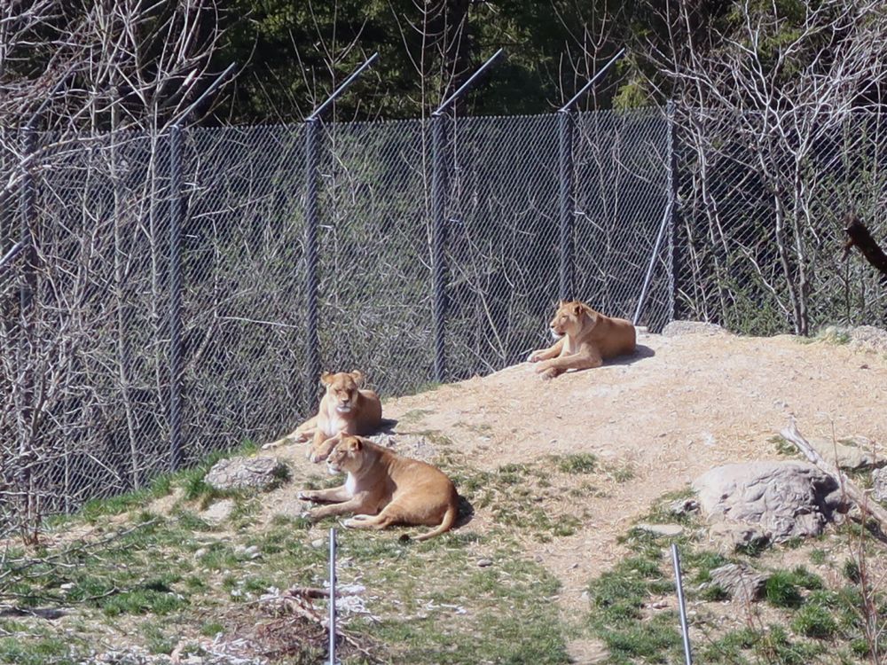 Löwen im Walter Zoo
