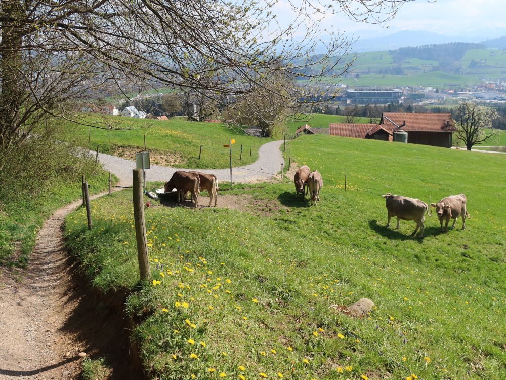 Kühe bei Hafnersberg