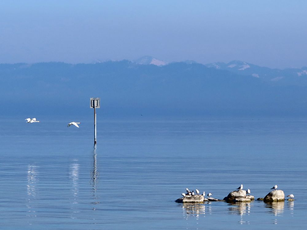 fliegende Schwäne und Alpen im Dunst