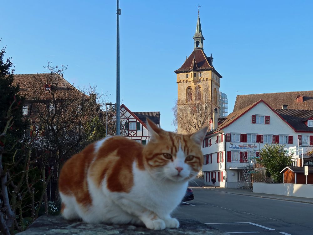 Katze und Kirchturm