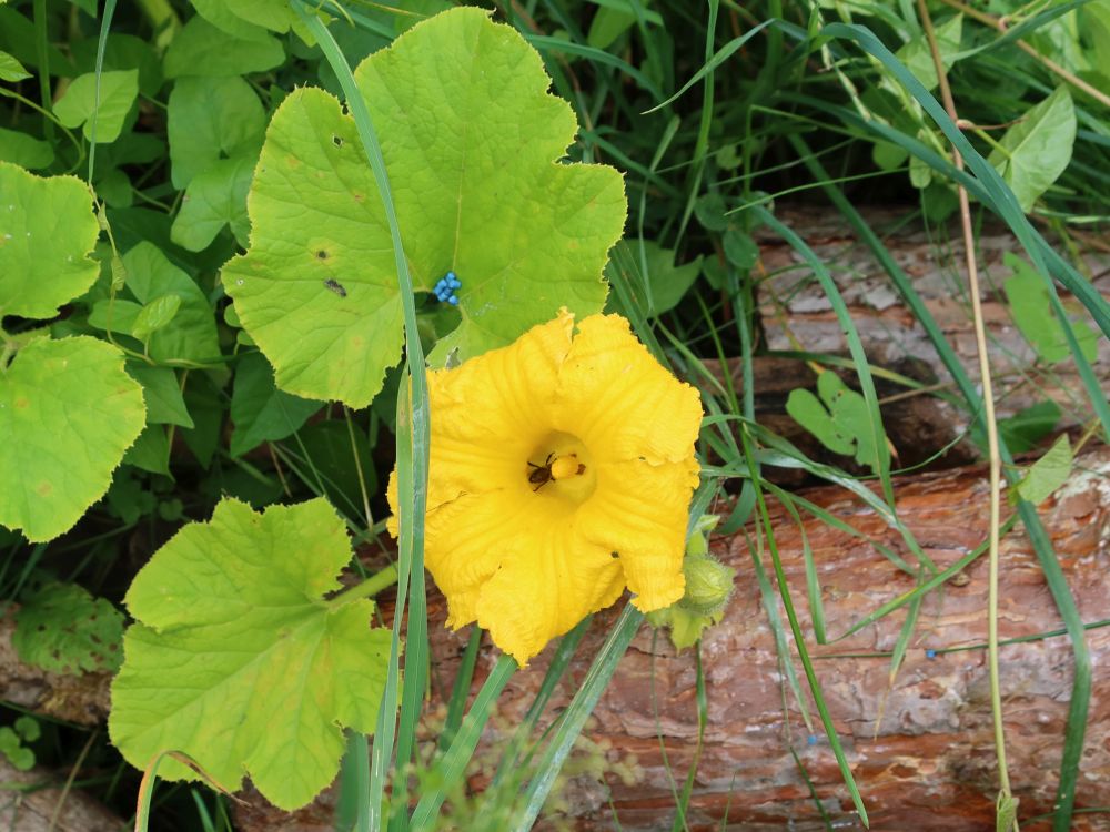 Kürbisblüte