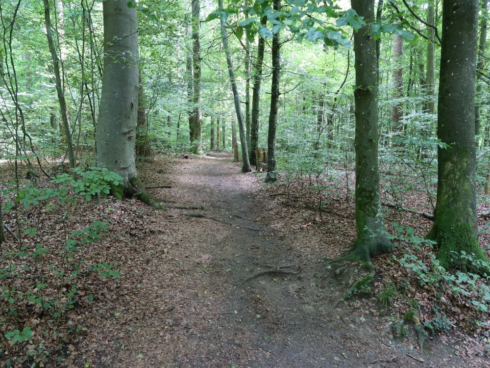 Waldweg