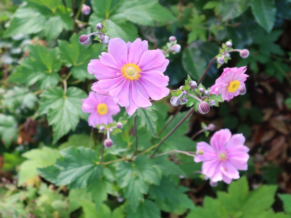 Anemone
