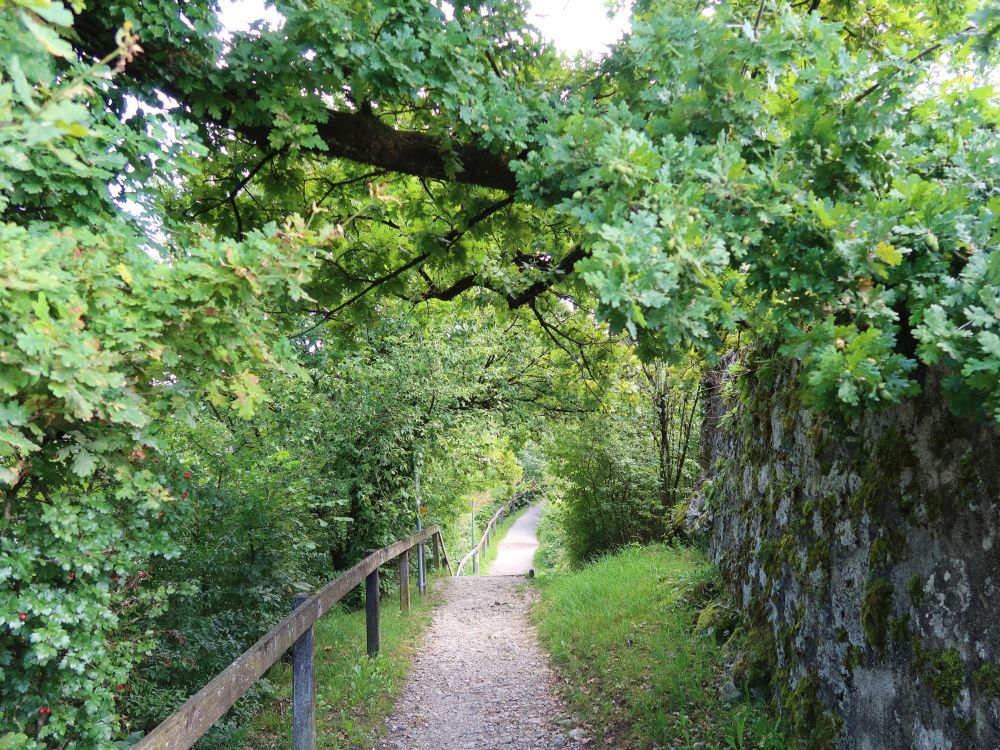 Pfad zwischen Hecke und Mauer