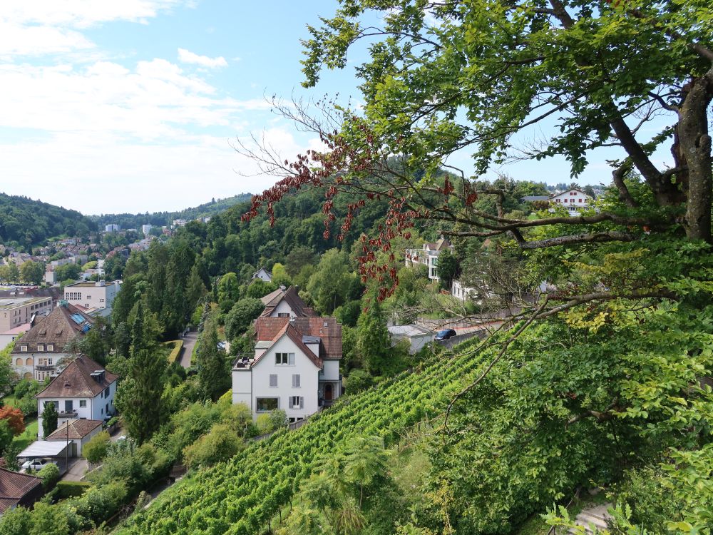 Weinberg unter Ruine Stein