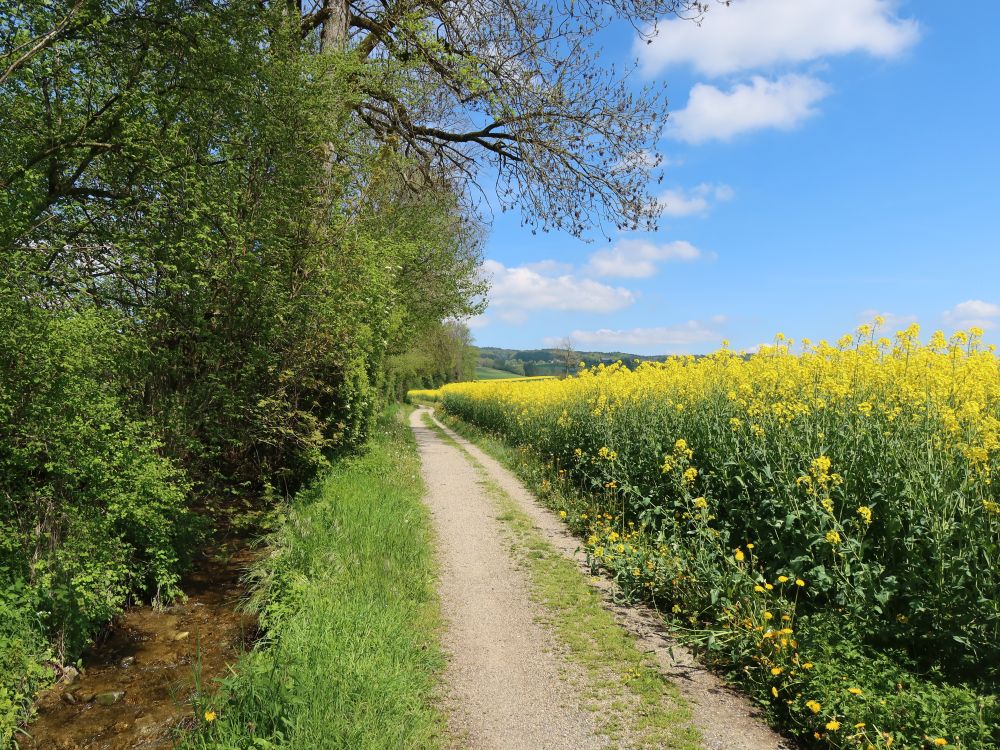 Weg zwischen Scheidbach und Rapsfeld