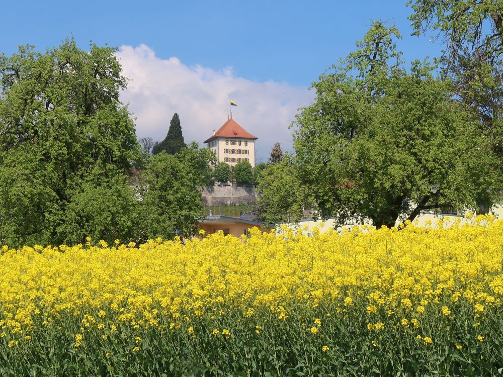 Schloss Heidegg überm Rapsfeld