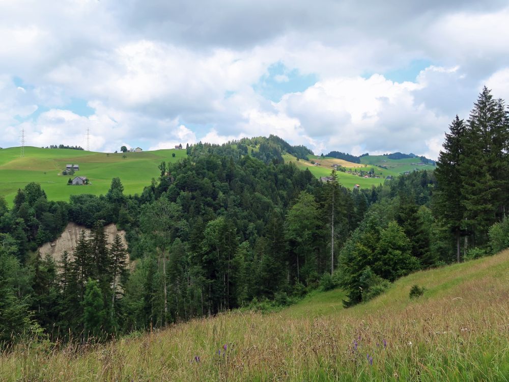 Brandwald und Hofstettli