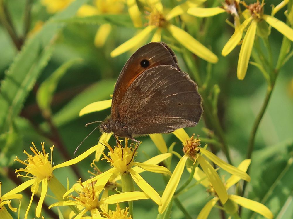 Schmetterling Ochsenauge